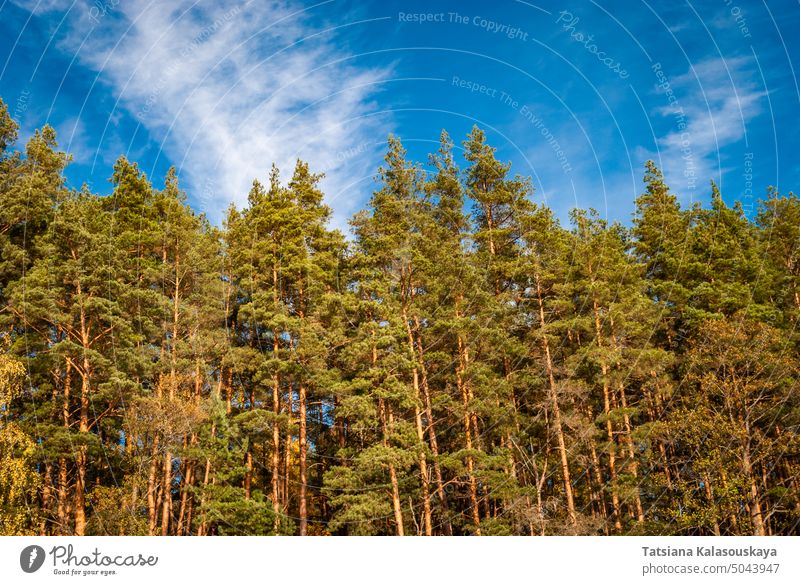 Blick von unten auf die Wipfel der Kiefern gegen einen blauen Himmel mit Decken. Natürlicher Hintergrund. Wald Baum Natur Landschaft Luftaufnahme Tiefblick
