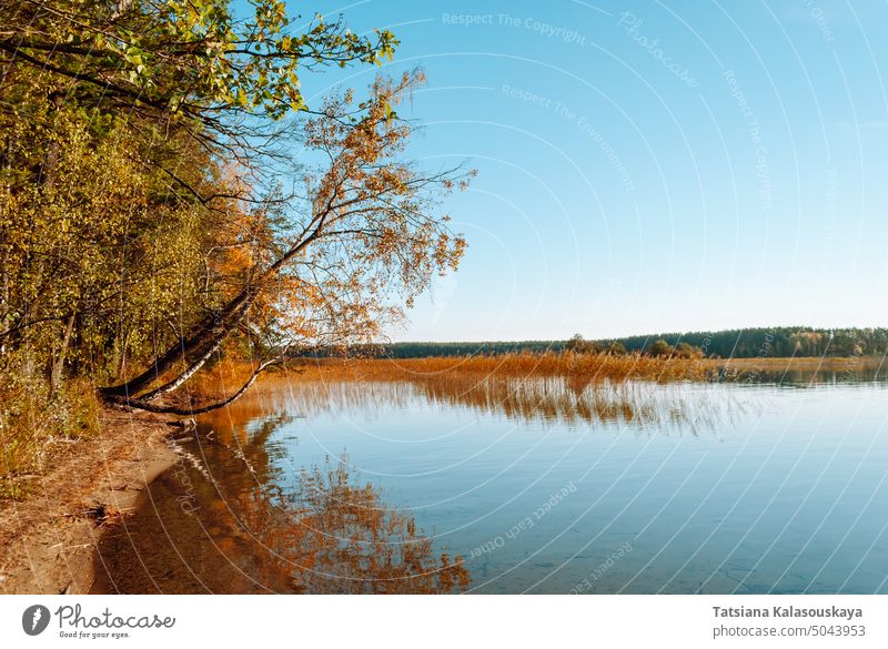Landschaftliche Ansichten des Baltieji Lakajai-Sees im Regionalpark Labanoras, Litauen. Bäume ragen gekrümmt über die Wasseroberfläche hinaus. In der Ferne wächst Schilf.
