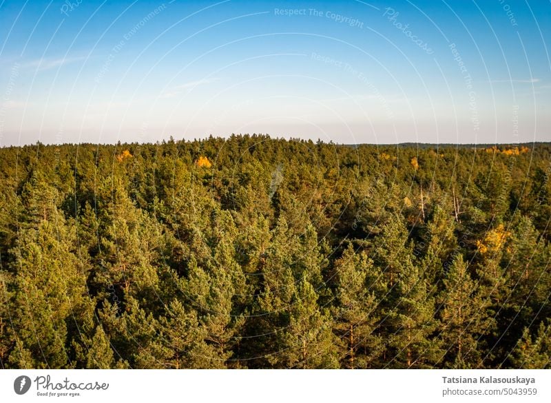 Nadelwald aus der Vogelperspektive vor dem Hintergrund eines klaren wolkenlosen blauen Himmels Wald Baum Natur Landschaft Luftaufnahme Kiefer Waldgebiet Umwelt
