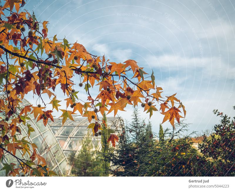 Zweig eines Amberbaumes in herbstlicher Färbung Herbst Herbstfarben Herbstlaub Herbstfärbung Natur Herbststimmung Blätter Jahreszeiten Laubwerk Blatt