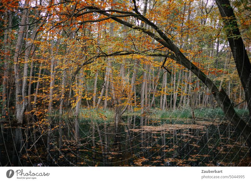 Herbstliche Stimmung am Fließgewässer, Baum bildet einen Bogen herbstlich Gewässer Wsser Laub Herbstlaub bunt gelb Herbststimmung Herbstfärbung Blätter Wald
