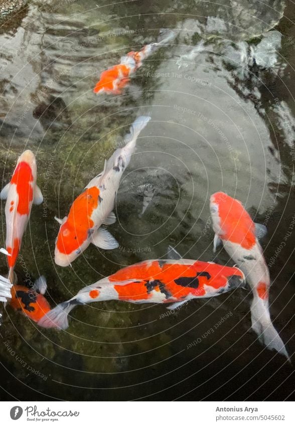 Bunte Koi-Zierfische schwimmen in einem künstlichen Teich, Blick von oben künstlicher Teich Zier-Koi Koi-Fisch Koi-Fische im Teich Koi im Teich bunte Fische