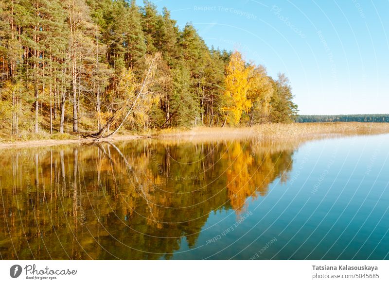 Der Herbstwald vor dem Hintergrund eines hellen Himmels spiegelt sich symmetrisch im Wasser des Baltieji Lakajai-Sees im Regionalpark Labanoras, Litauen
