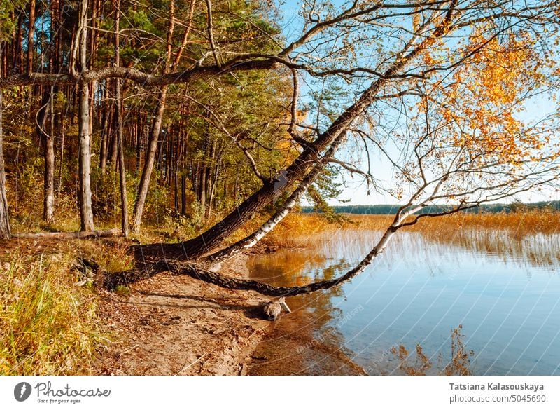 Baumstämme hängen über der Wasseroberfläche des Baltieji Lakajai-Sees im Regionalpark Labanoras, Litauen. Malerische Herbstlandschaft Reflexion & Spiegelung