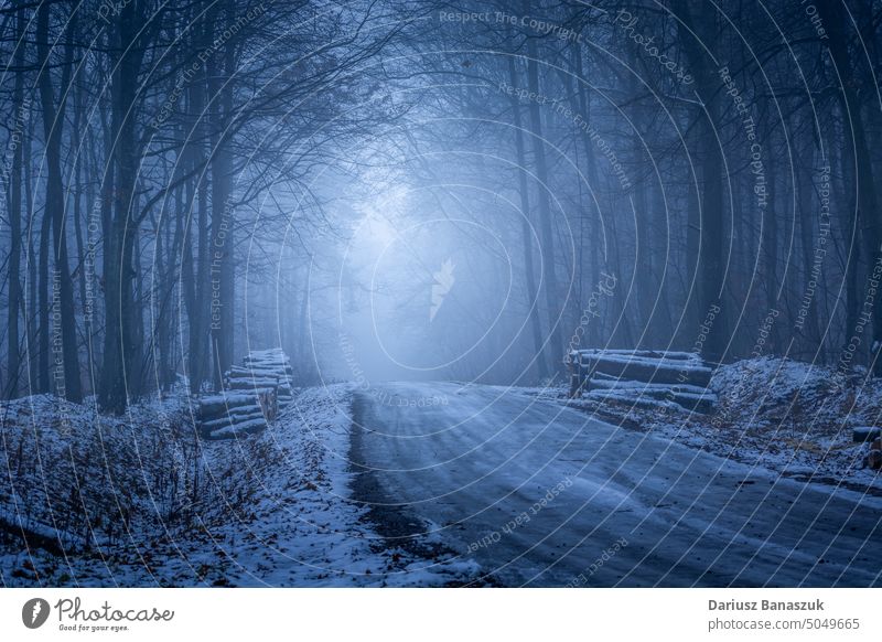 Winterlicher Blick auf den dunklen und nebligen Wald Baum dunkel Nebel Natur im Freien Mysterium Saison Entsetzen spukhaft Fotografie Phantasie Nacht Waldgebiet