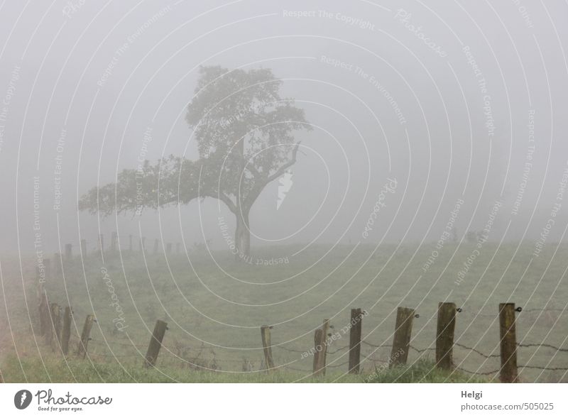 November . Umwelt Natur Landschaft Pflanze Herbst Nebel Baum Gras Wiese Zaun Zaunpfahl Draht Holz Metall stehen Wachstum authentisch außergewöhnlich dunkel kalt