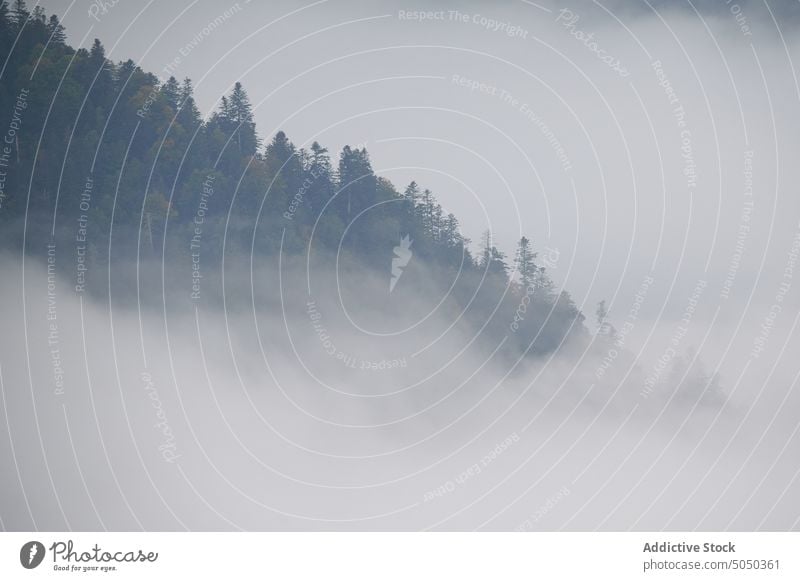 Nebel in der Nähe des Herbstwaldes Wald Baum Waldgebiet Landschaft Natur Laubwerk malerisch Wälder fallen friedlich Saison Cloud Umwelt üppig (Wuchs) wild