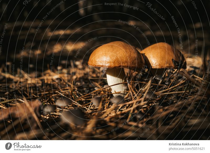 Junge glitschige Jack Fungi, Suillus luteus auf Herbst Wald Hintergrund mit Tannennadeln, Nahaufnahme. Ernte Pilz Konzept Lebensmittel Natur essbar natürlich