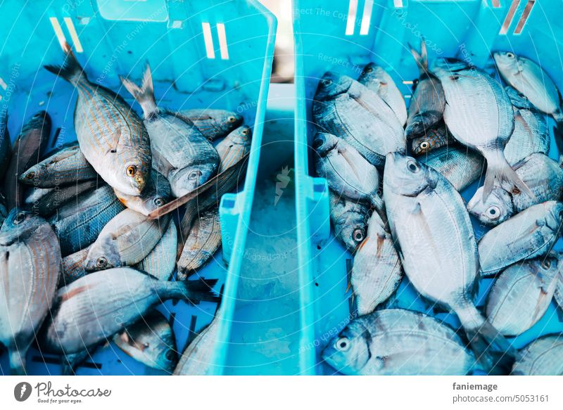 Marché aux poissons Fischmarkt Marseille fischer Fische fischen Kasten Kisten Nahrung gesunde ernährung Omega-3 Meerestier Meerestiere
