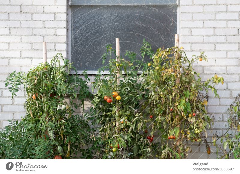 Tomaten an Stöcken vor Haus reif unreif Natur Pflanze Garten Ernährung