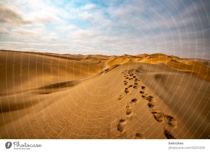es verläuft im sande Freiheit Sanddüne außergewöhnlich Spuren Dunes Swakopmund traumhaft Düne magisch beeindruckend Ferien & Urlaub & Reisen Himmel Walvisbay