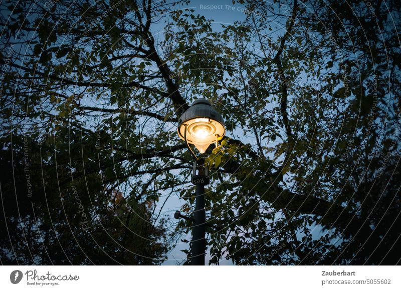 Straßenlaterne leuchtet als Teil des Geflechts von Blättern und Ästen eines Baumes Laterne leuchten Nacht nachts Abend abends Silhouette Schein Licht