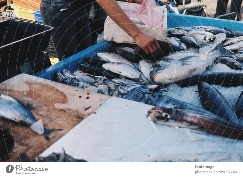 Fischmarkt Händler Haende fisch frische Fische Fischerei fischen tot Tiere Meeresfrüchte arbeiten abpacken verkaufen stehen Marseille Marché aux poissons