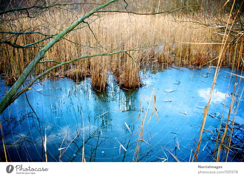 Erstarrt Umwelt Natur Landschaft Pflanze Wasser Herbst Eis Frost Gras Sträucher Wald Moor Sumpf Bach ästhetisch kalt blau braun träumen Einsamkeit Gefühle