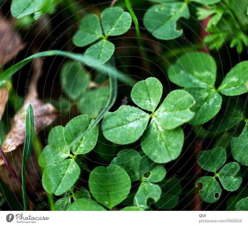 Ein Glücksklee... das Glück liegt oft am Wegesrand Kleeblatt versteckt grün Pflanze vierblättrig Glücksbringer Symbole & Metaphern Nahaufnahme Wunsch Tag Blatt
