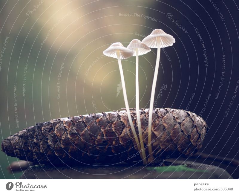 lichtgestalten Natur Urelemente Herbst Wald Zeichen ästhetisch außergewöhnlich elegant schön einzigartig braun weiß Pilz Zapfen hell lichtvoll zart Existenz