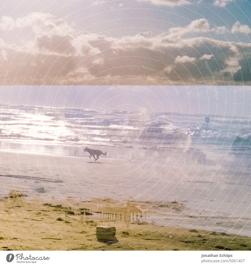 Hund an Strand in Tel Aviv, Israel Film Isreal Korn Naher Osten Reisefotografie Reisen Sommer Süden analog Küste Freiheit Außenaufnahme Farbfoto