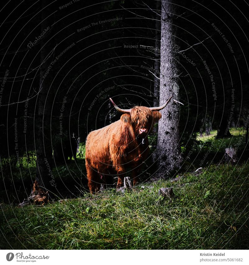 Hochlandrind Kuh Schottisches Hochlandrind braun Horn Weide Tierporträt Rind