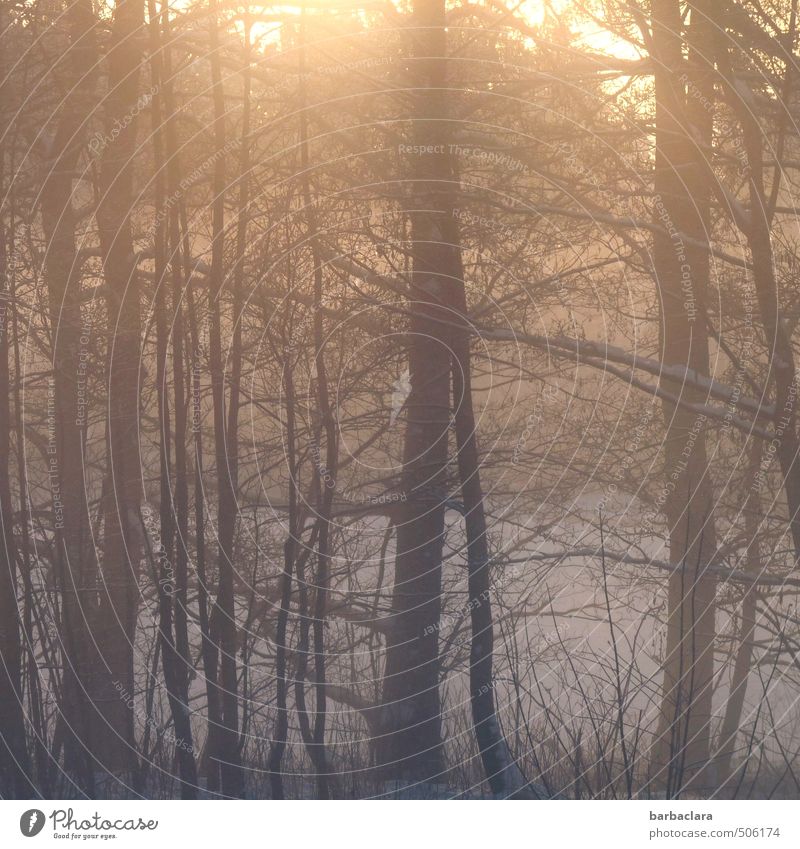Morgenlicht Landschaft Erde Sonnenlicht Winter Eis Frost Schnee Baum Sträucher Wald leuchten ästhetisch Stimmung Lebensfreude Warmherzigkeit ruhig Beginn