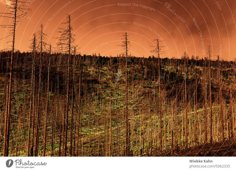 Zerstörter Kiefernwald mit Rauchschwaden vor orangefarbenen Himmel Wald Orange unheimlich Zerstörung Umwelt surreal Schaden Desaster Landschaft Gefahr Natur