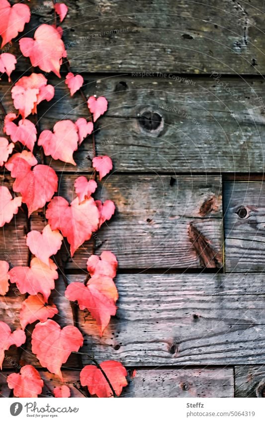 rote Weinblätter auf einer Holzwand Kletterpflanzen Dekoration Herbstlaub herzförmig Holzstruktur Herbstfarben Herbstfärbung Holzfarbe herbstlich rote Blätter