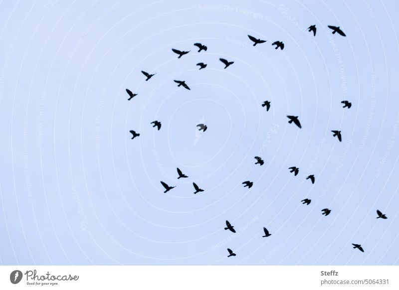 Vögel fliegen Stare Vogelflug Vogelzug Vogelschwarm Vogelschar winterblau fliegende Vögel Wildvögel Vogelbeobachtung Schwarm Freiheit frei viele frei sein