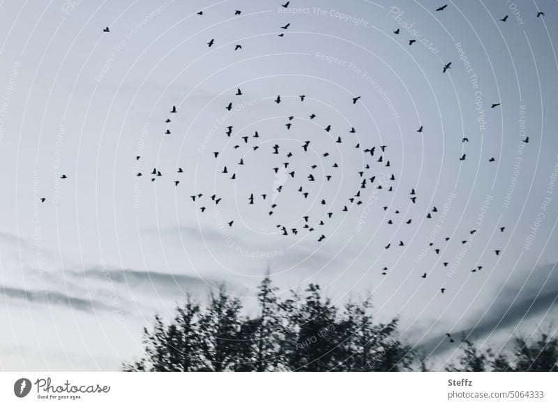 Vögel fliegen im Schwarm Stare Vogelschwarm Vogelschar Vogelflug Vogelzug Sehnsucht fliegende Vögel Wildvögel Freiheit frei grau Luft melancholisch Wintertag