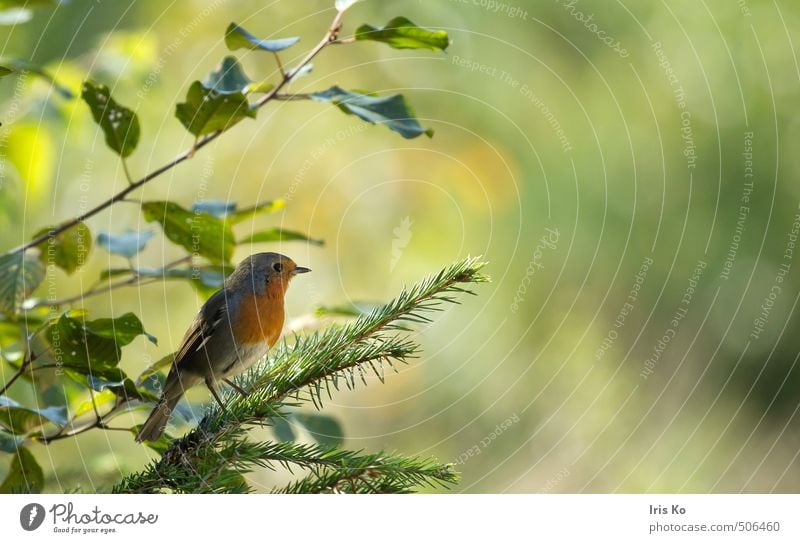 little robin Natur Tier Sommer Schönes Wetter Wald Wildtier Vogel 1 ästhetisch einzigartig klein natürlich niedlich positiv schön Wärme weich grün orange