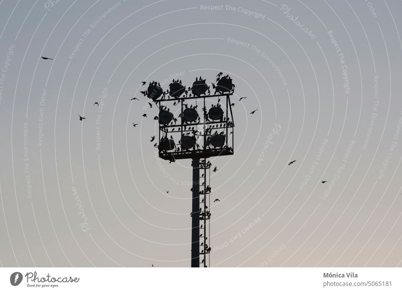 Silhouette eines Starenschwarms im Scheinwerferlicht eines Fußballfeldes Hintergrundbeleuchtung Schwarm Vögel Fliege Lichter Beleuchtung Fokus Turm Vogelschwarm
