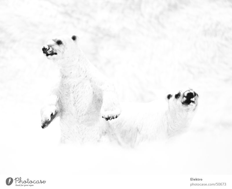Achtung: Olfaktorische Wahrnehmung Eisbär Bär Fell Schnee Winter Arktis Antarktis Zoo Wittern Nordpol Polarkreis kalt Säugetier polar ours polaire