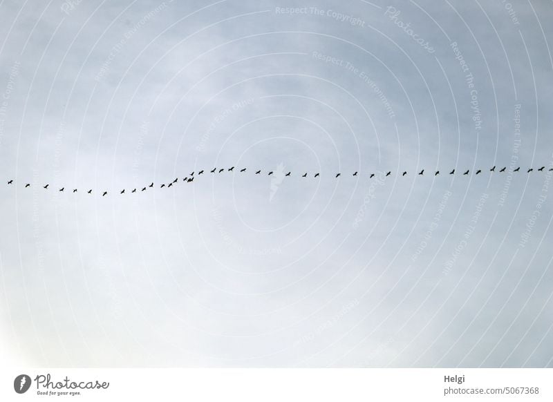Viele Kraniche fliegen in einer Reihe vor bewölktem Himmel Vogel Zugvogel Vogelzug Kette Formation Wolken Herbst Vogel der Glücks Natur Freiheit Vogelschwarm