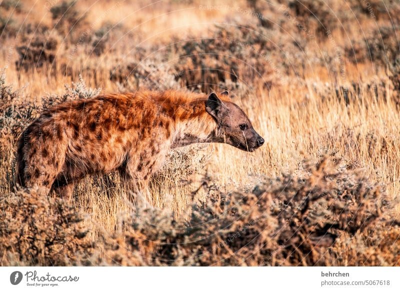 ugly five Tiergesicht Sträucher versteckt Wildtiere Tierporträt Gras etosha national park Etosha wild Afrika Namibia Außenaufnahme Fernweh Farbfoto Freiheit