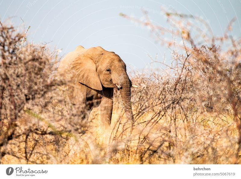 mein allerletztes lieblingsthema | immer wieder elefanten Elefant etosha national park Etosha Etoscha-Pfanne Wildtier fantastisch außergewöhnlich frei wild