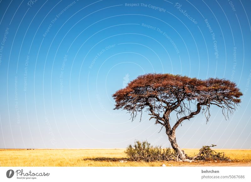 einzelkämpfer Endlosigkeit endlose weite Klimawandel Dürre allein Überleben Trockenheit trocken Akazie Baum etosha national park Einsamkeit Etosha