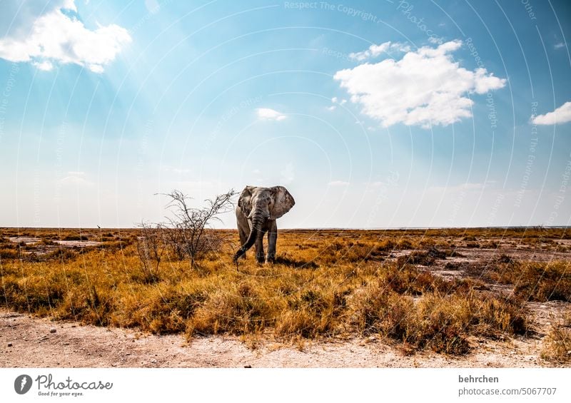 tierisch Elefant etosha national park Etosha Etoscha-Pfanne Wildtier fantastisch außergewöhnlich wild Wildnis frei Tier Namibia Safari Ferne Fernweh Afrika