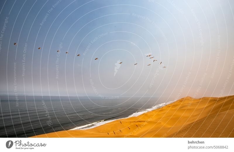 weil freiheit alles ist! Pelikane fliegen Sanddüne Vögel Dunes beeindruckend magisch Düne traumhaft Swakopmund Ferien & Urlaub & Reisen Horizont Himmel Wärme
