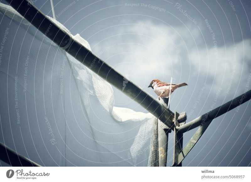 Der Rohrspatz Spatz Sperling Vogel Gerüst Gerüstnetz Gerüstplane Bau Baustelle Baugerüst Sicherheit Sanieren Baugewerbe Sanierung Modernisierung Bauaufsicht