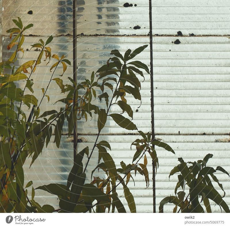 Dachfenster Oberlicht Glasdach verglast Fenster Glasscheibe Gewächshaus Baum Pflanze Innenaufnahme Wachstum Botanik Wintergarten Pflanzen Zweige u. Äste Tag