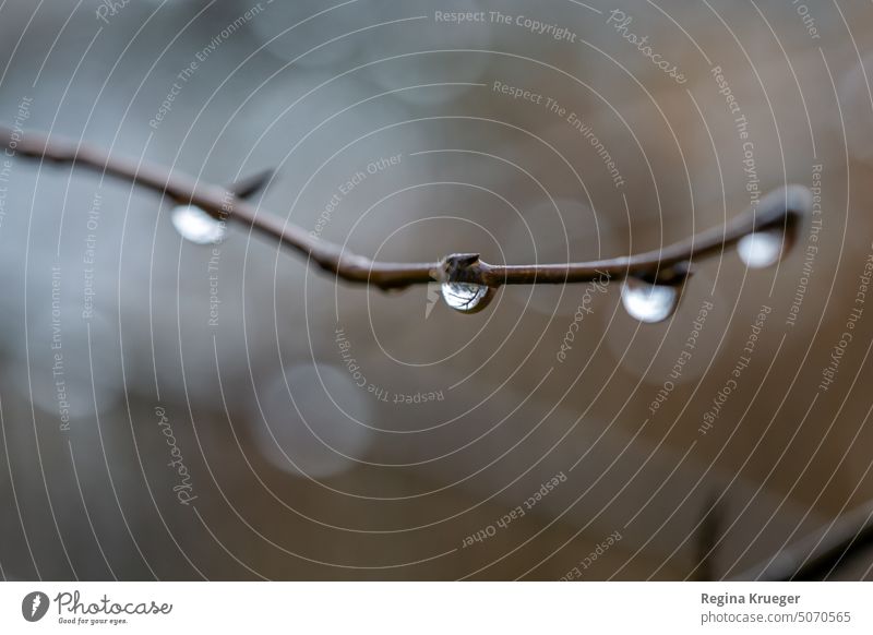 Im Regentropfen an einem Zweig steht die Welt Kopf Wassertropfen Tropfen nass feucht Natur Wetter Nahaufnahme draußen Bokeh Außenaufnahme Regenwetter Farbfoto