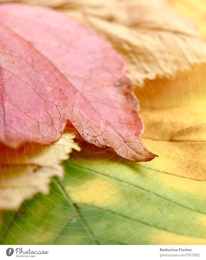 Abschied Umwelt Natur Frühling Herbst Pflanze Blatt Garten Wald Wandel & Veränderung Vergänglichkeit mehrfarbig Farbfoto Gedeckte Farben Außenaufnahme