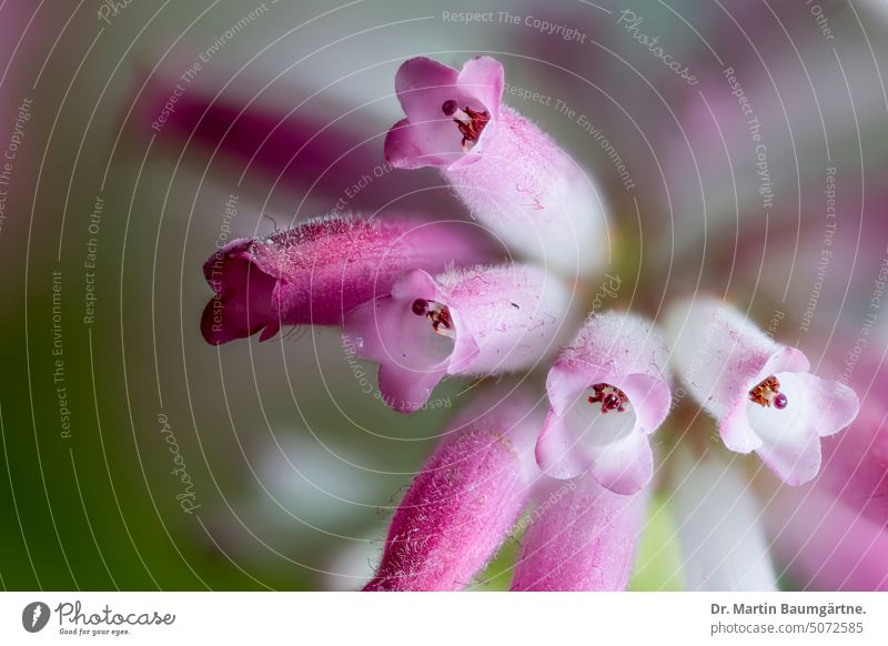 Blütenstand von  Erica verticilliata, früher aus dem Raum Kapstadt, ausgestorben Ericaceae blühen Zwergstrauch immergrün geringe Tiefenschärfe