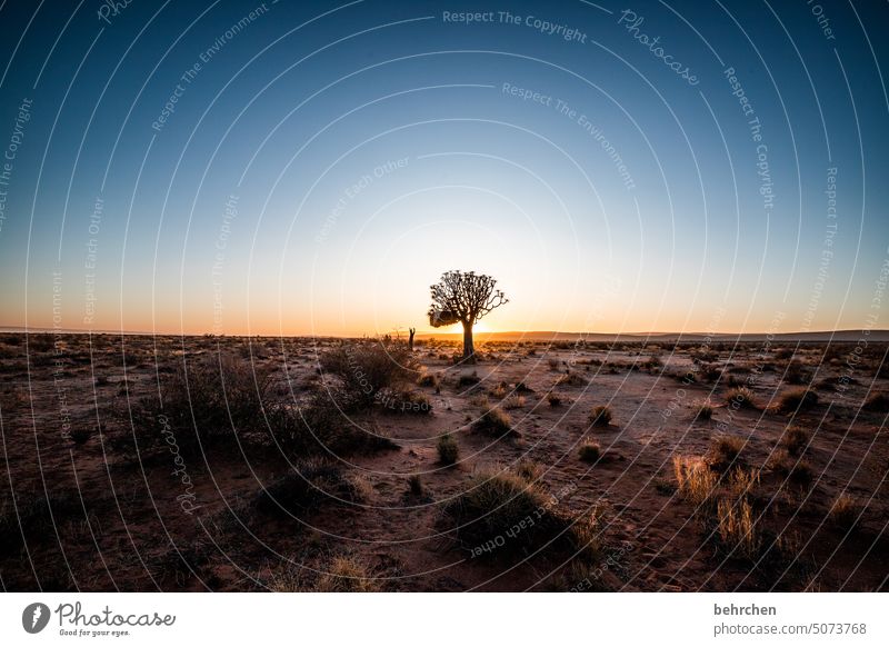 allein auf der bühne der welt Köcherbaum Baum außergewöhnlich Namib Sonnenaufgang träumen Hoffnung dunkel Idylle romantisch fantastisch Dämmerung stille