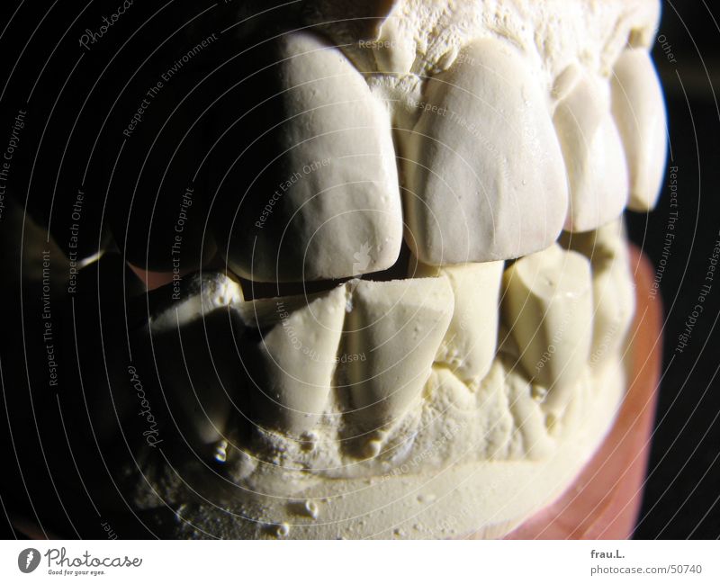 bissig fletschen Zahnmodell Zahnarzt Ekel Dinge Gesundheit Mensch Muster Gips Abdruck Zähne