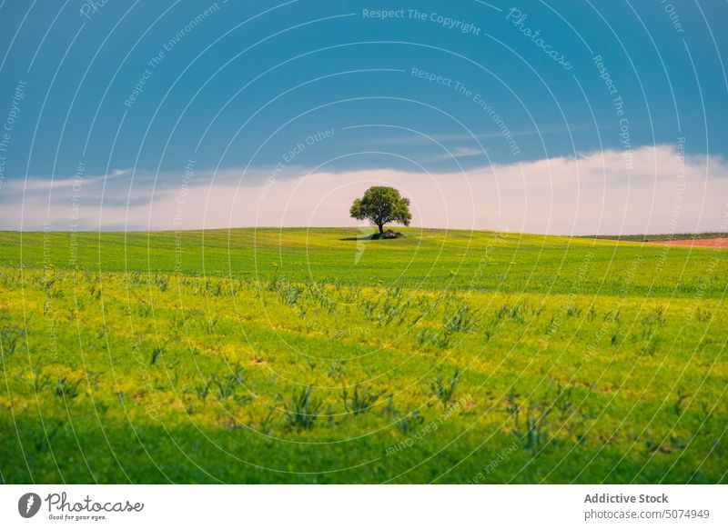 Endloses Feld mit frischem grünen Gras und Bäumen mit grünem Laub endlos malerisch Landschaft Wiese Baum Blauer Himmel Cloud Sommer Laubwerk pflanzlich Natur