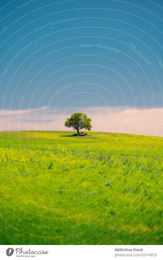 Endloses Feld mit frischem grünen Gras und Bäumen mit grünem Laub endlos malerisch Landschaft Wiese Baum Blauer Himmel Cloud Sommer Laubwerk pflanzlich Natur