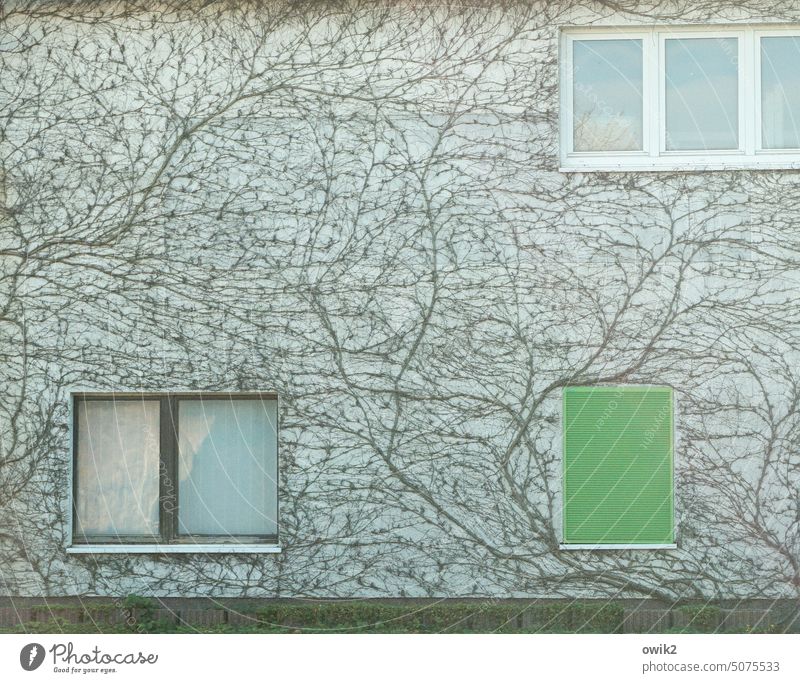 Grünes Rollo Wand Gebäude Kletterpflanzen Ranke Wanddekoration Muster Detailaufnahme Wachstum Fenster Fassade Mauer Außenaufnahme Menschenleer Farbfoto