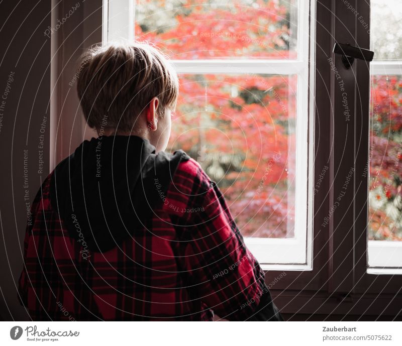 Junge im rot-karierten Hemd schaut nachdenklich aus dem Fenster auf die roten Blätter eines Ahorn-Bäumchens hemd Blick Rot-Ahorn Ahornbaum blond Kastenfenster