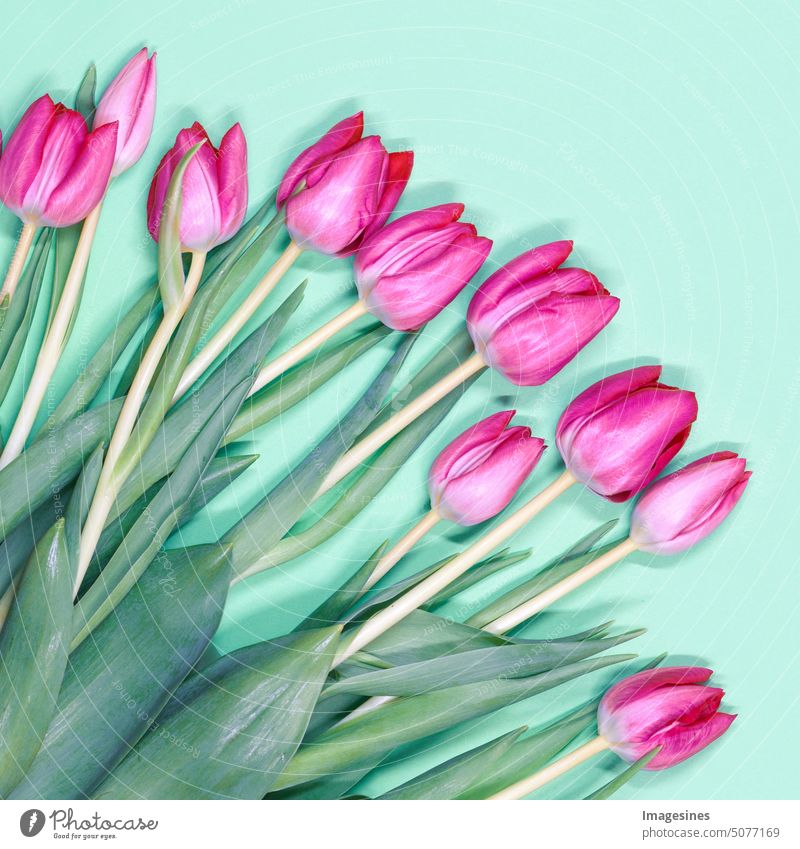 Tulpenstrauß. Wunderschöne Rosa Tulpen auf rosa Pastellhintergrund. Ansicht von oben. Strauss 14 8 Hintergrund Hintergründe Schönheit Blüte Blumenstrauß Strauß