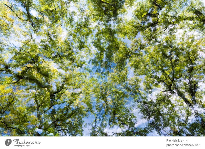 Revisit | 10 Umwelt Natur Landschaft Pflanze Luft Frühling Sommer Klima Schönes Wetter Baum Wald Abenteuer bizarr chaotisch Design Einsamkeit einzigartig