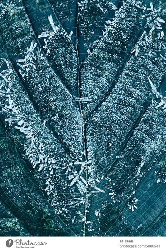 Vereistes Blatt Eis Eiskristalle Struktur Blattadern Farbfoto kalt Winter Frost gefroren Natur Außenaufnahme weiß Raureif frieren Winterstimmung Wintertag Kälte